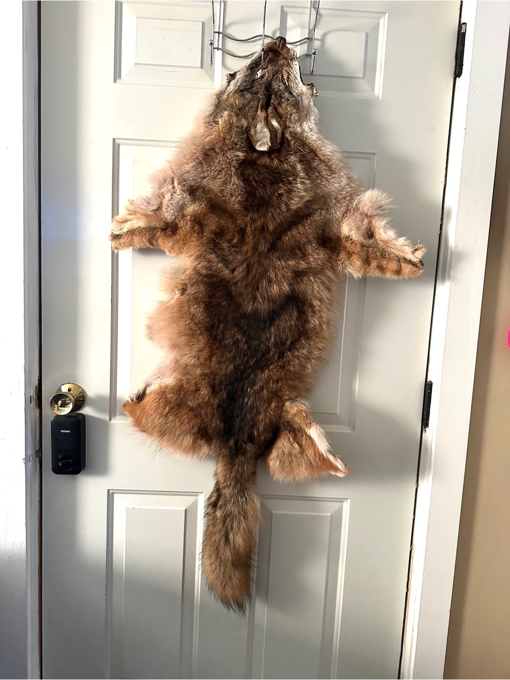 Coyote pelt
